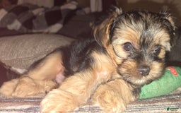 Yorkshire Terrier dogs for sale: Biggie Smalls - Image 6