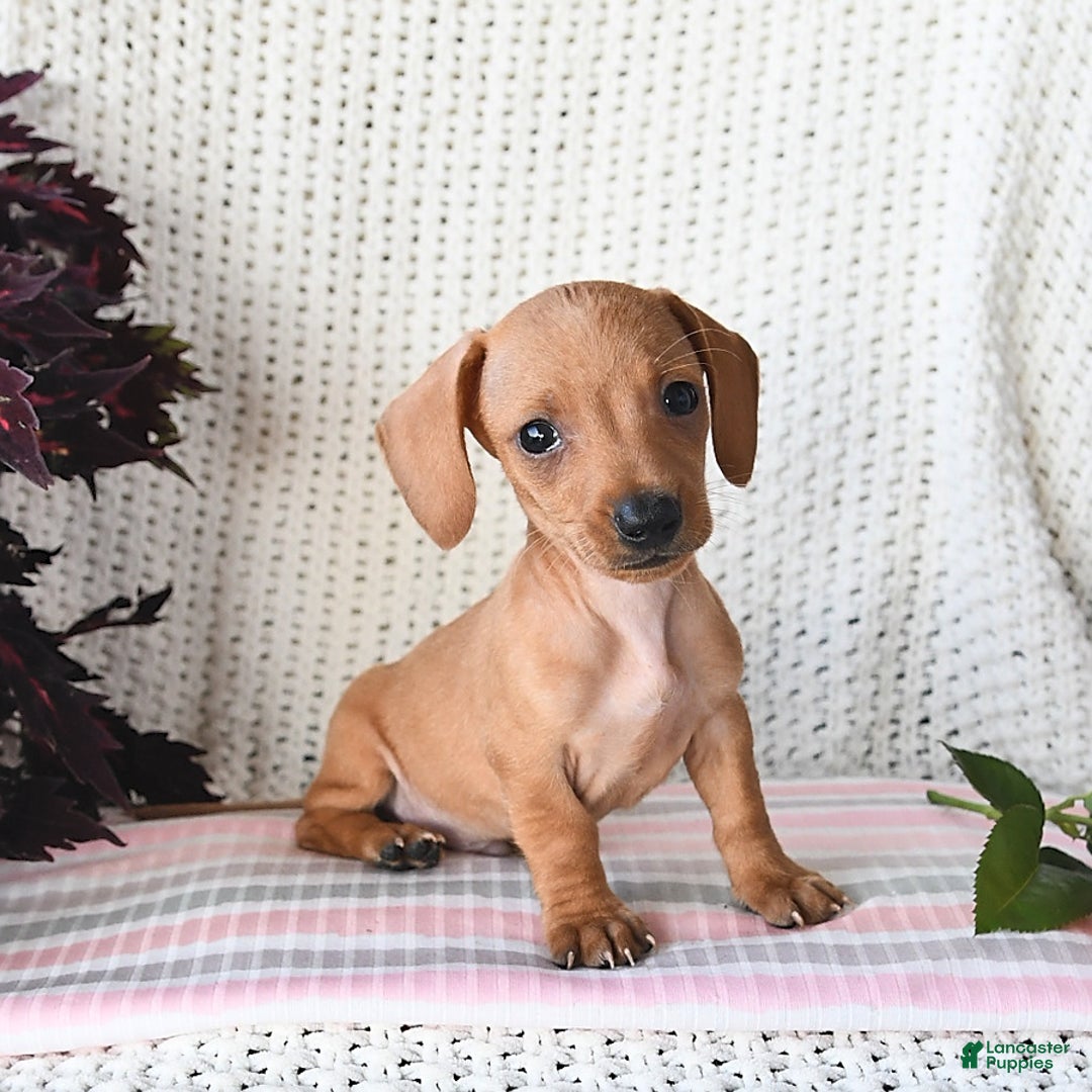 Miniature Dachshund dogs for sale: Ross - Image 1