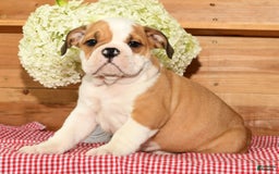 Beabull dogs for sale: Chief - Image 3