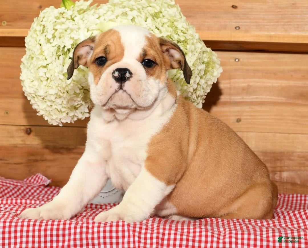 Beabull dogs for sale: Chief - Image 3