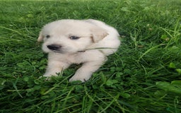 Golden Retriever dogs for sale: Pebbles - Image 12