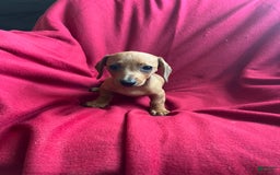 Dachshund dogs for sale: Sandy - Image 6