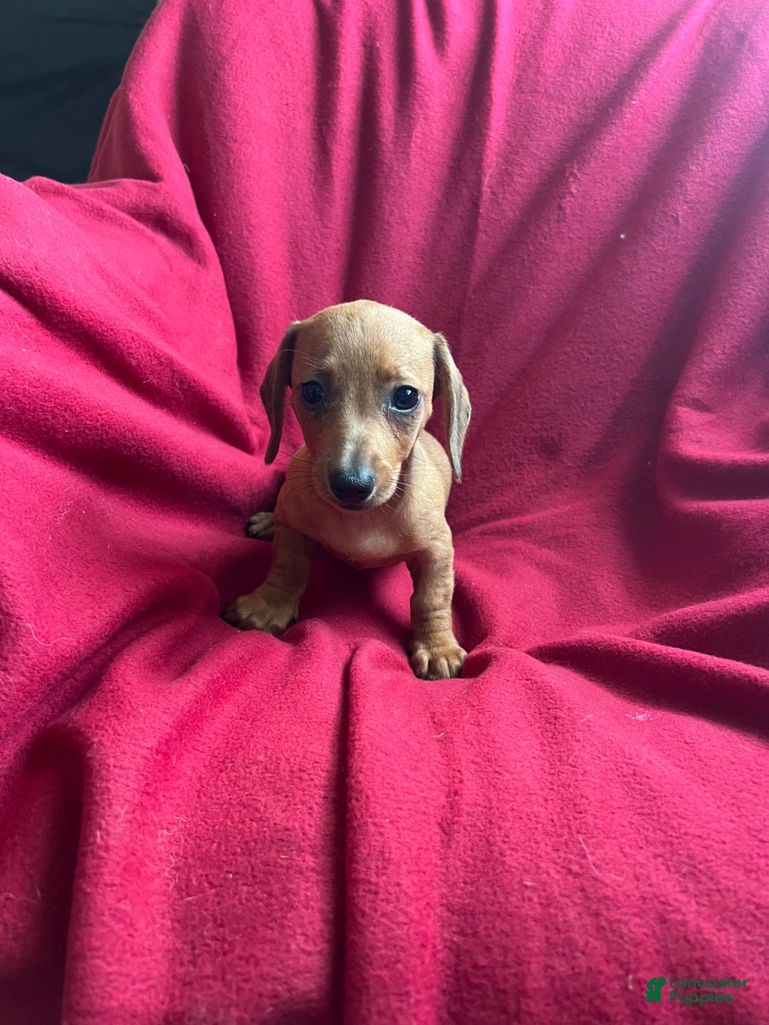 Dachshund dogs for sale: Sandy - Image 6