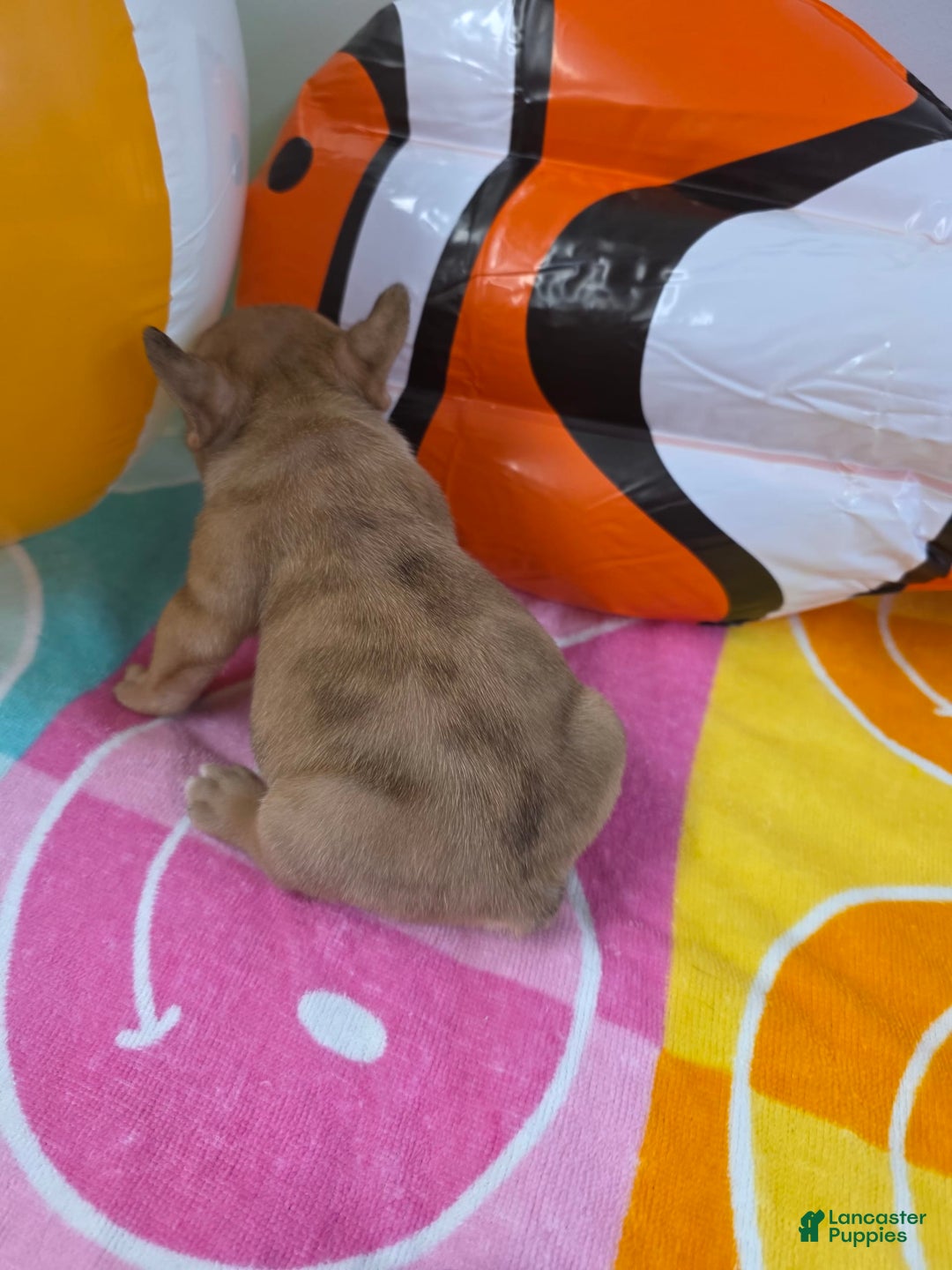 French Bulldog dogs for sale: French Bulldog 5 puppies - Image 10