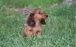 Miniature Dachshund dogs for sale: Dora - Image 10