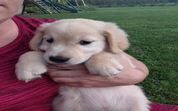 Golden Retriever dogs for sale: Prairie - Image 4