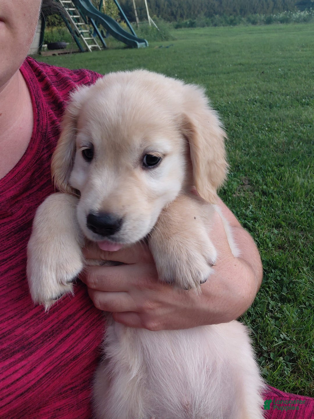 Golden Retriever dogs for sale: Prairie - Image 4