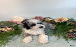 Mini Bernedoodle dogs for sale: Pearl - Image 7
