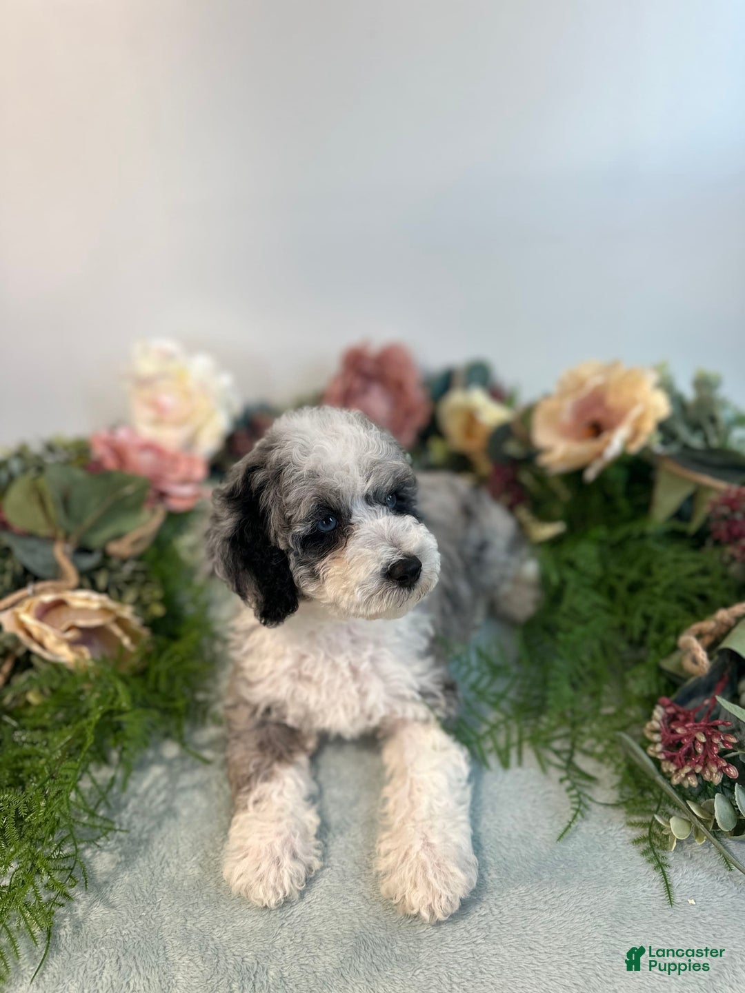Mini Bernedoodle dogs for sale: Pearl - Image 7