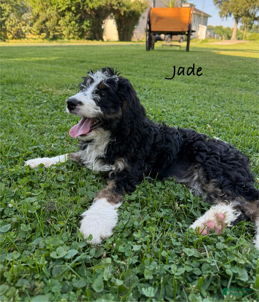 Bernedoodle dogs for sale: Jade 77814 - Image 6