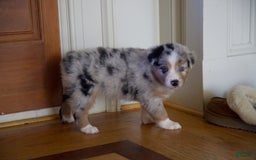 Australian Shepherd dogs for sale: Kiwi - Image 16