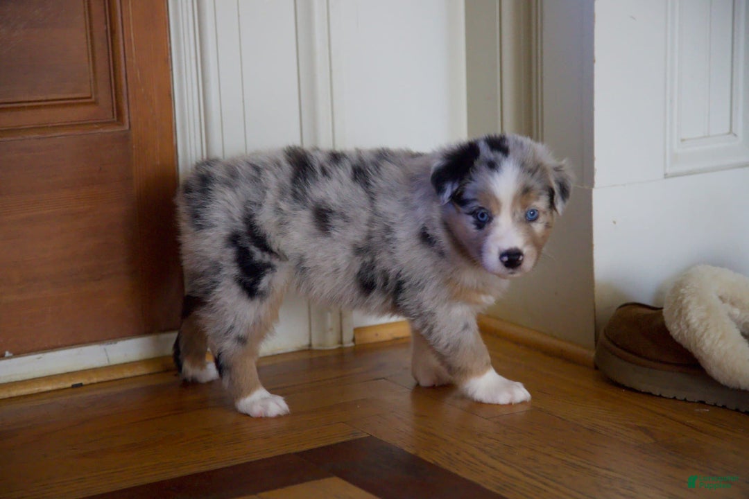 Australian Shepherd dogs for sale: Kiwi - Image 16