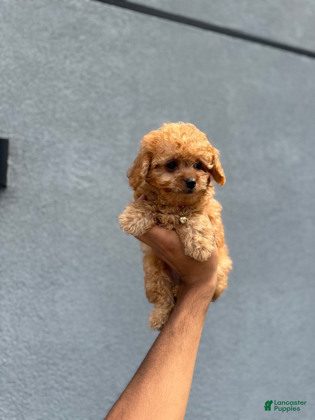 Toy Poodle dogs for sale: Teacup Milo - Image 2