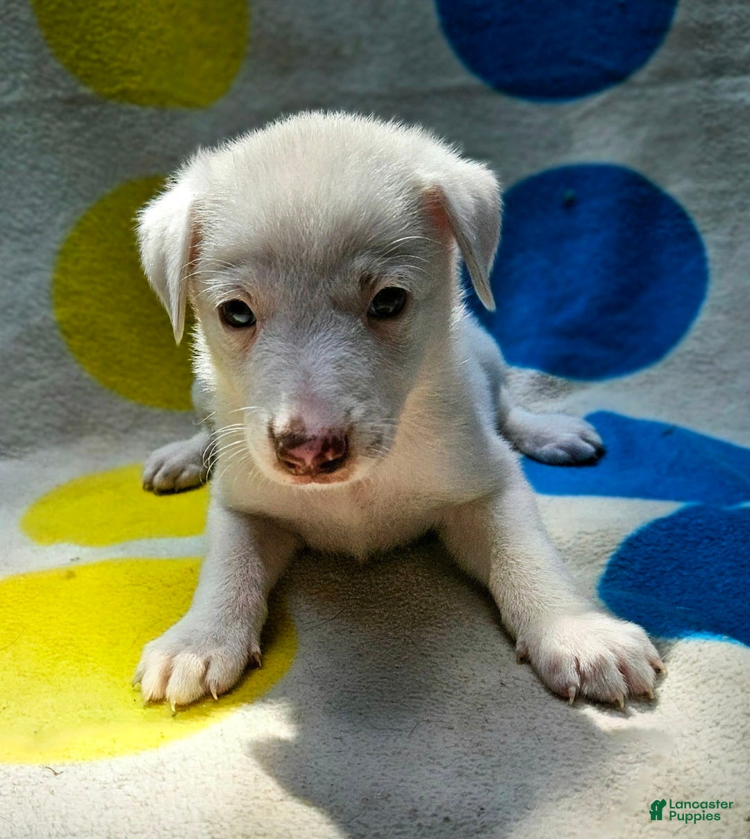 Border Collie dogs for sale: Charlie - Image 6
