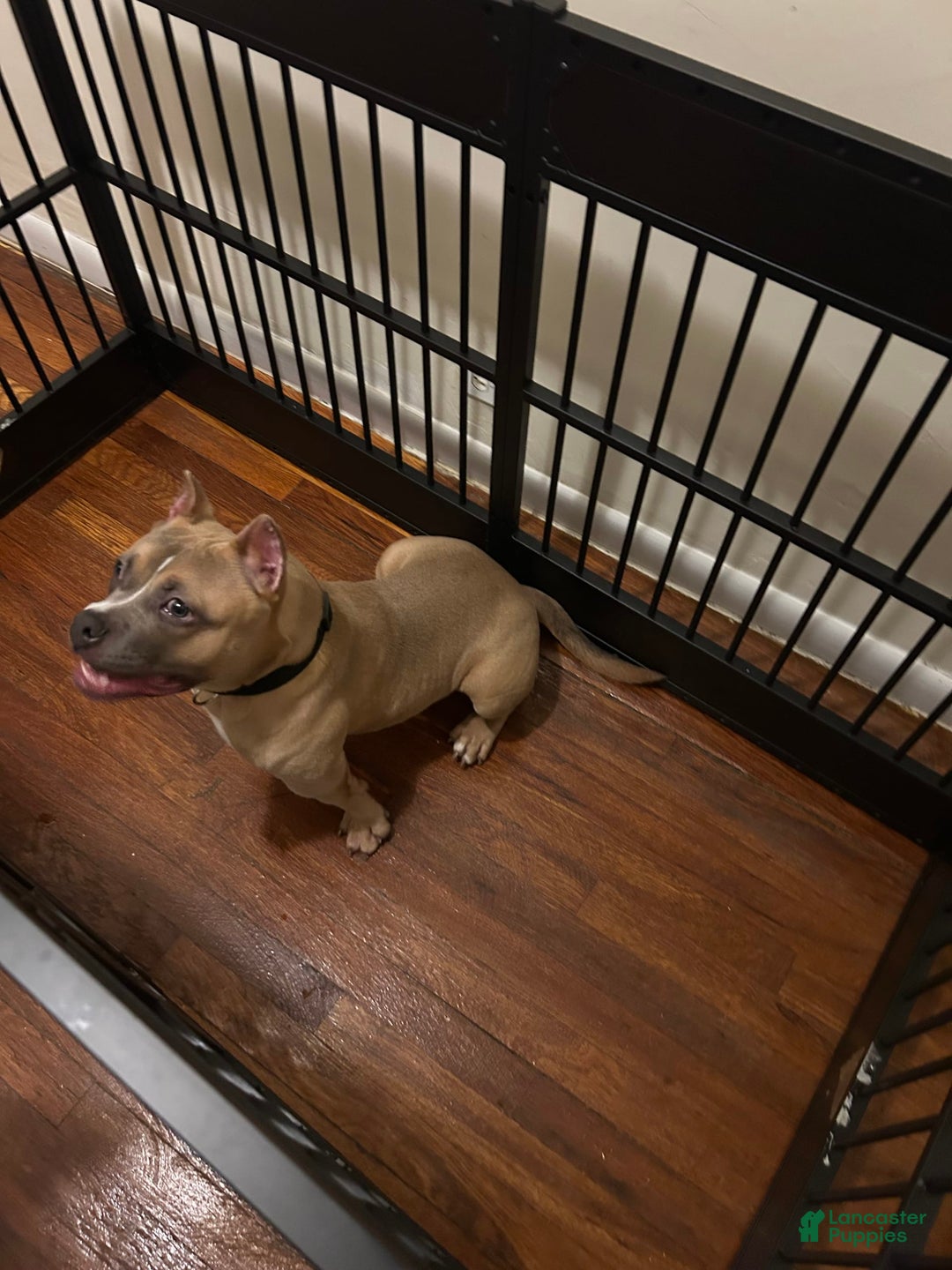 American Bully dogs for sale: Ruby - Image 4