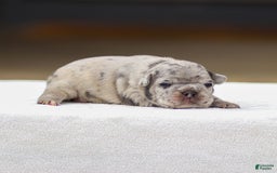 Frenchton dogs for sale: Bella - Image 1