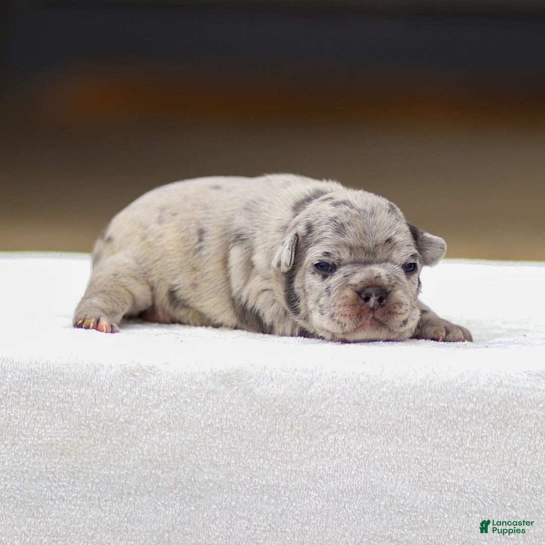 Frenchton dogs for sale: Bella - Image 1