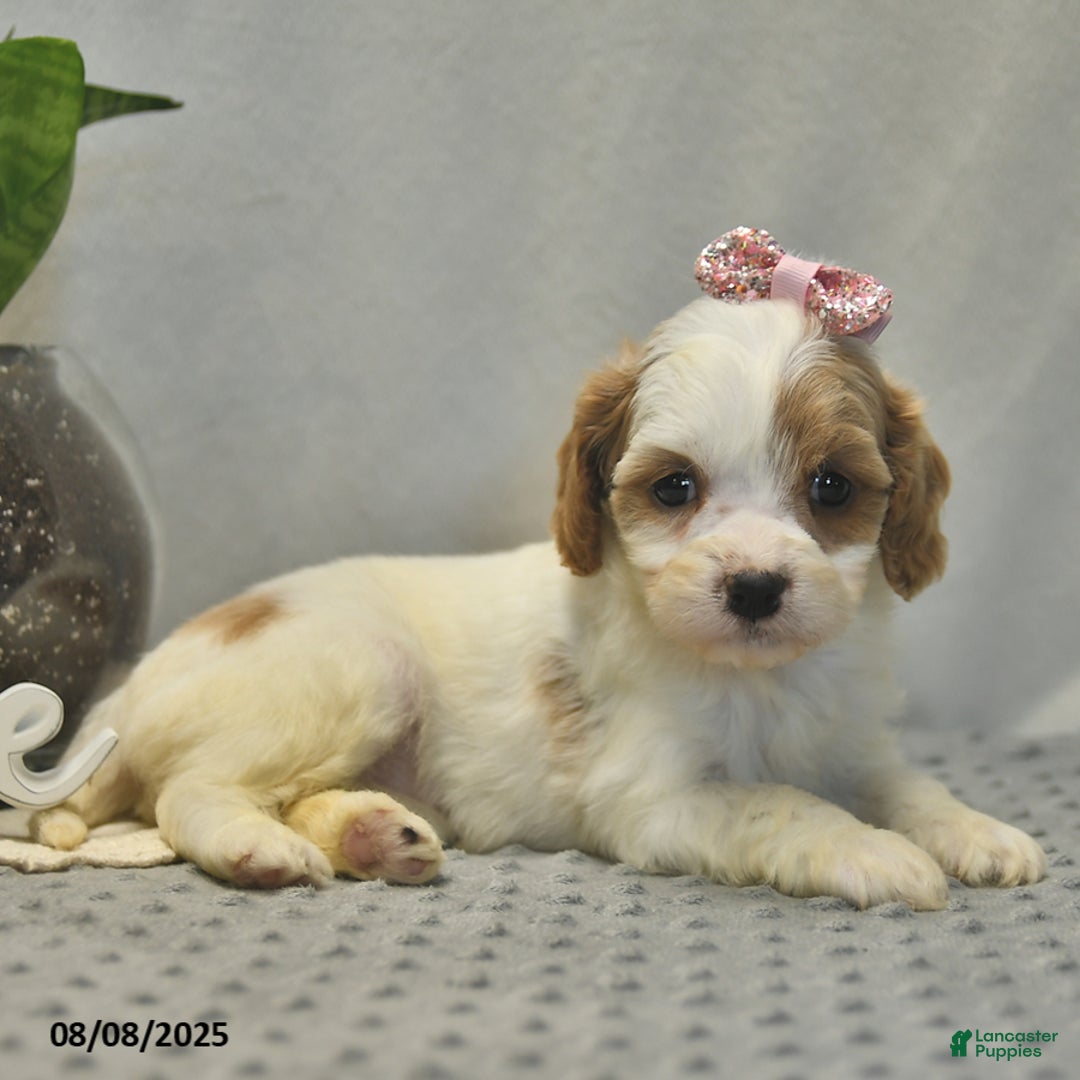 Cavapoo dogs for sale: Dancer - Image 5
