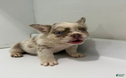 French Bulldog dogs for sale: Kona - Image 1
