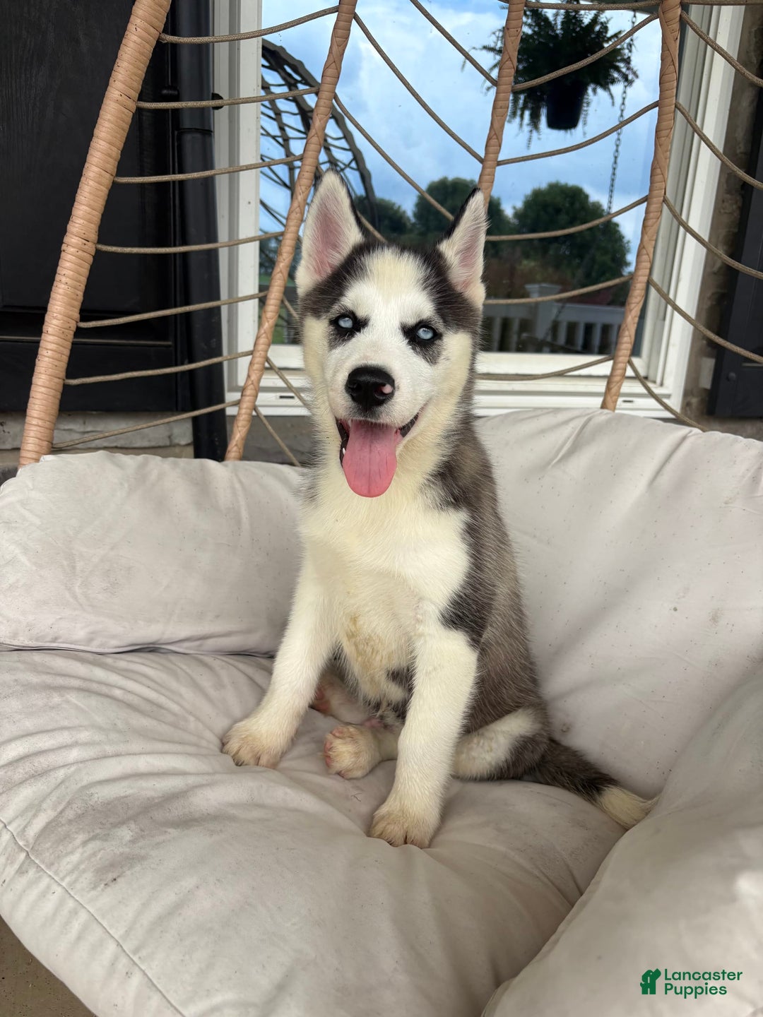 Siberian Husky dogs for sale: Bruno - Image 11