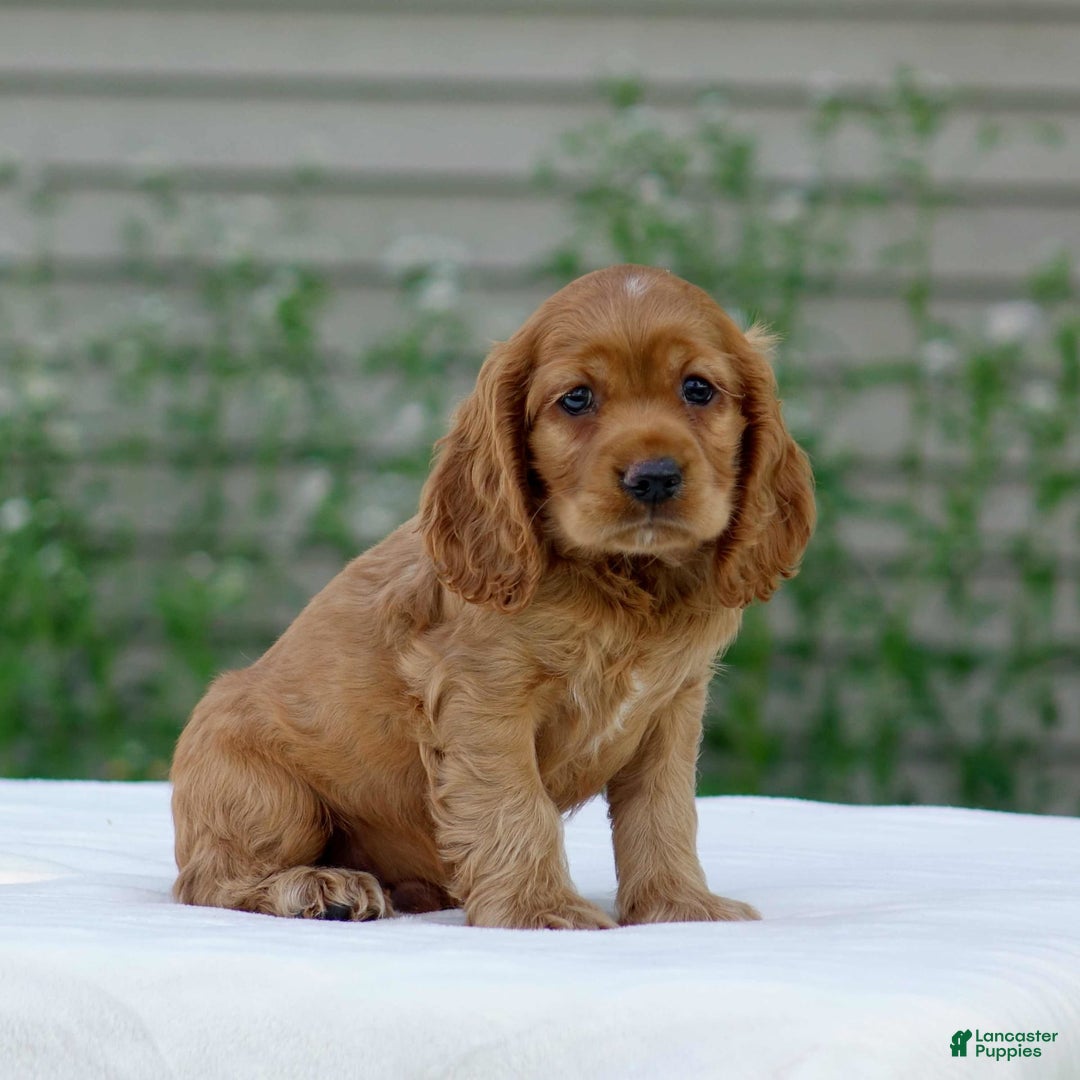 Cocker Spaniel dogs for sale: Turner - Image 5