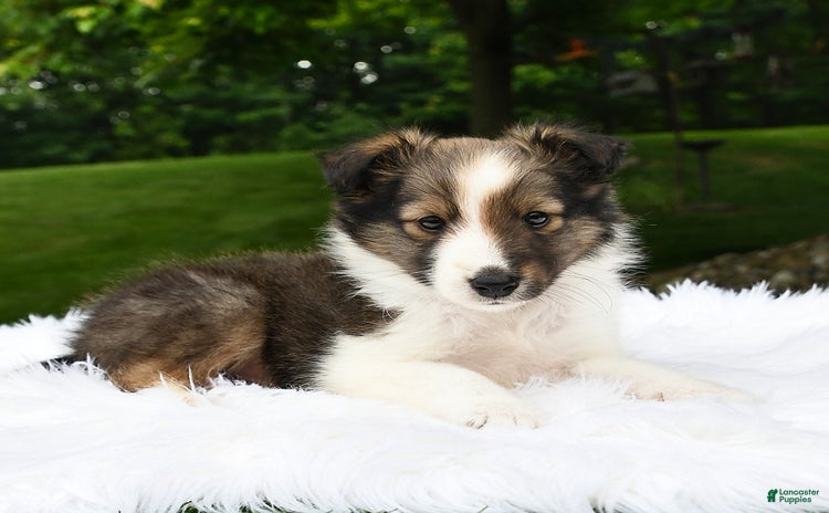 Shetland Sheepdog dogs for sale - Ad 3