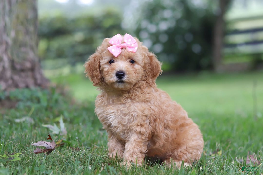 Miniature Poodle dogs for sale: Ava - Image 1
