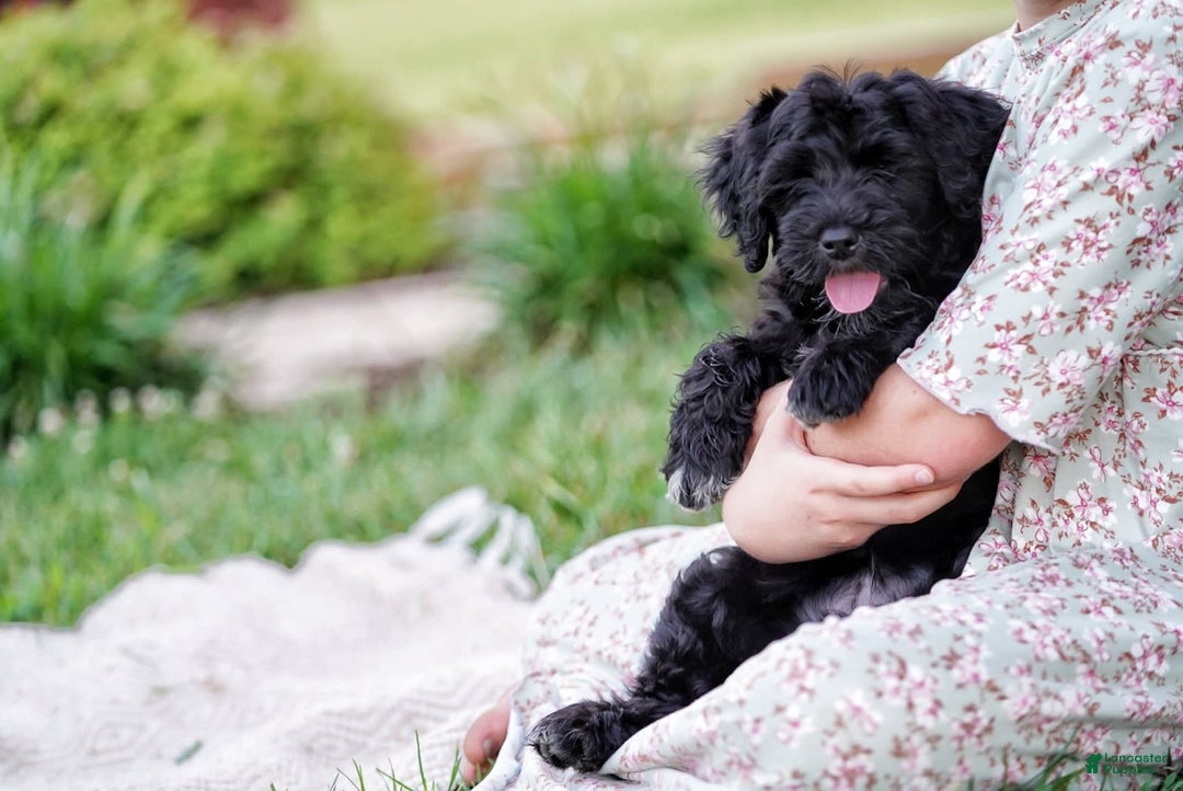 Portuguese Water Dog dogs for sale: Portuguese Water Dog 5 puppies - Image 10