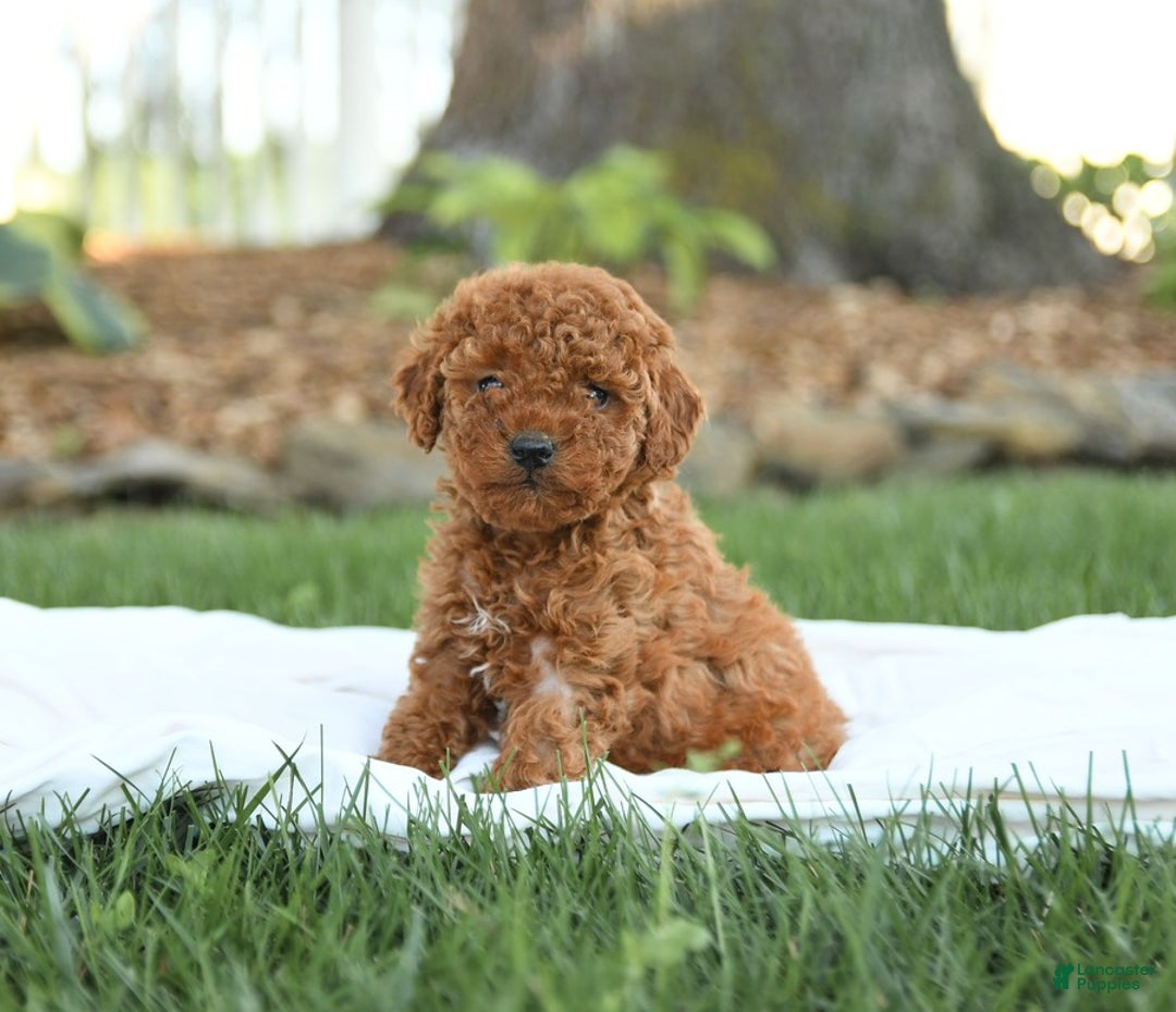 Mini Goldendoodle dogs for sale: Georgia - Image 15