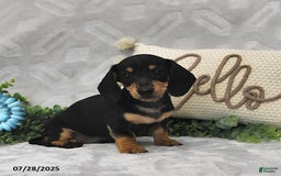 Miniature Dachshund dogs for sale: Denver - Image 5