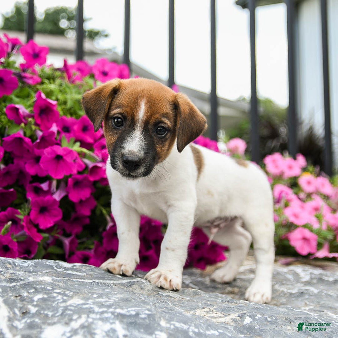 Jack Russell Terrier dogs for sale: Bryce - Image 2