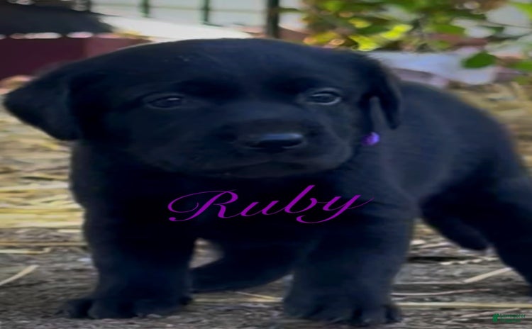Labrador Retriever dogs for sale - Ad 5