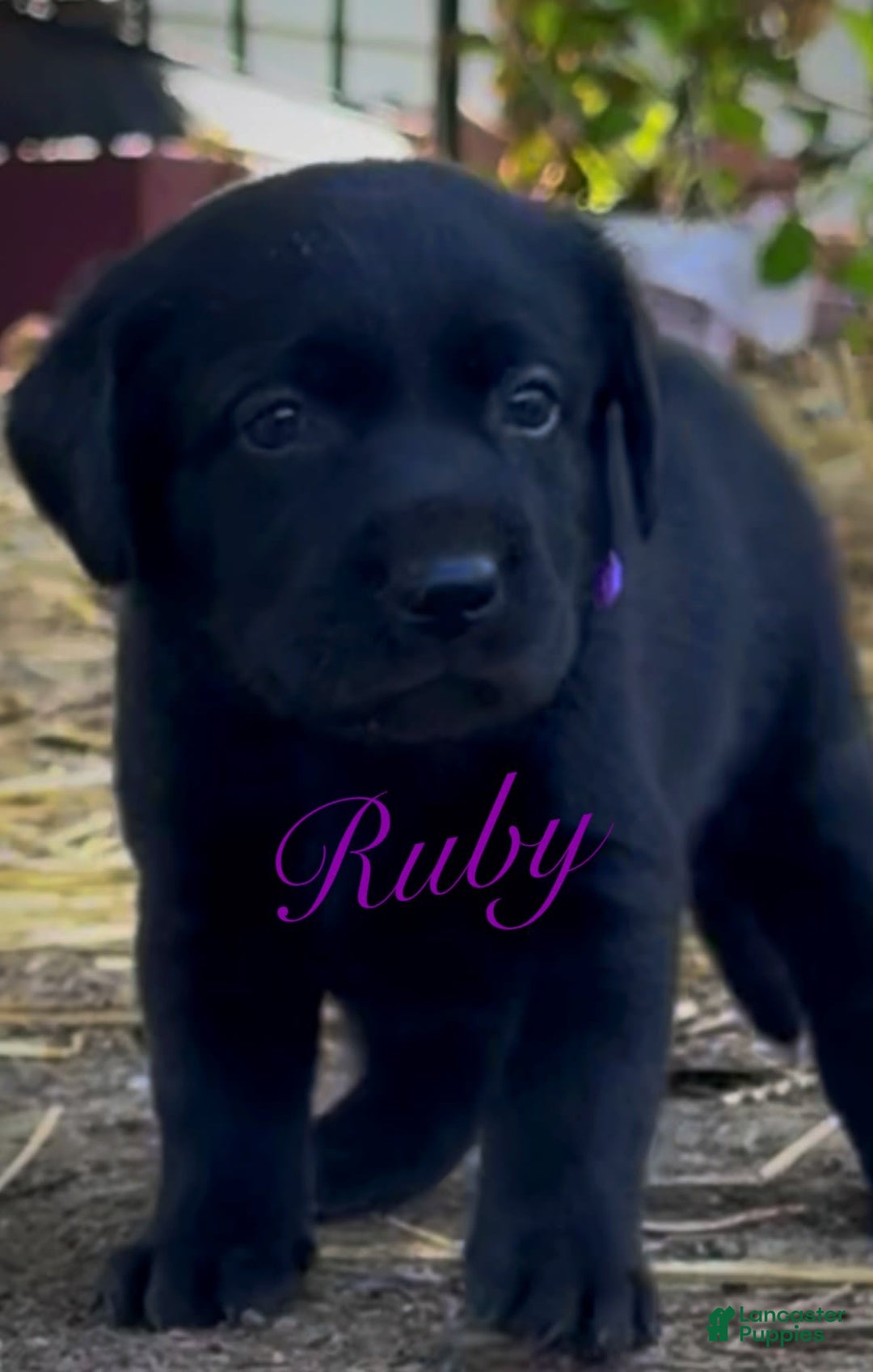 Labrador Retriever dogs for sale: Ruby - Image 1