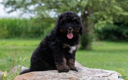 Bernedoodle dogs for sale: Ginger - Image 7