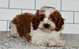 Cavapoo dogs for sale: Mia - Image 10