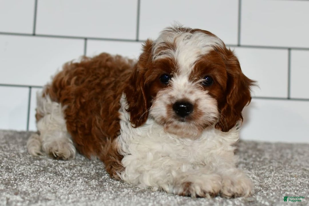 Cavapoo dogs for sale: Mia - Image 10