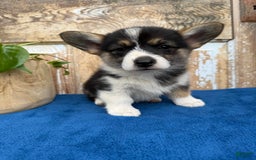 Welsh Corgi Pembroke dogs for sale: Carly - Image 9