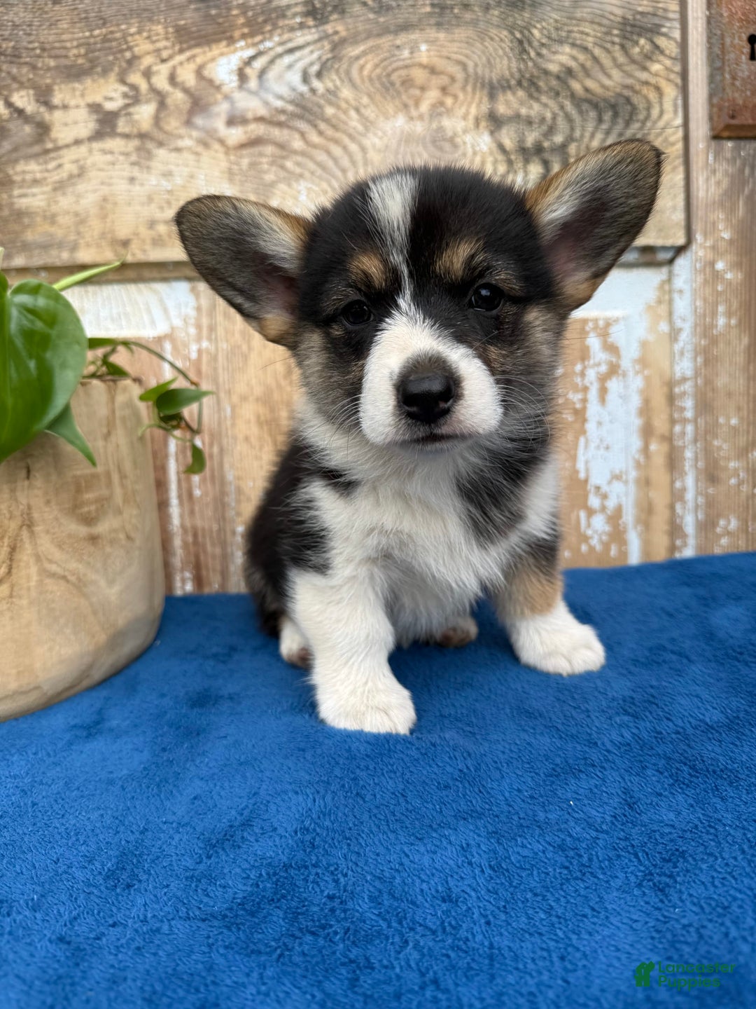 Welsh Corgi Pembroke dogs for sale: Carly - Image 9