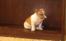 Jack Russell Terrier dogs for sale: Fillmore - Image 3