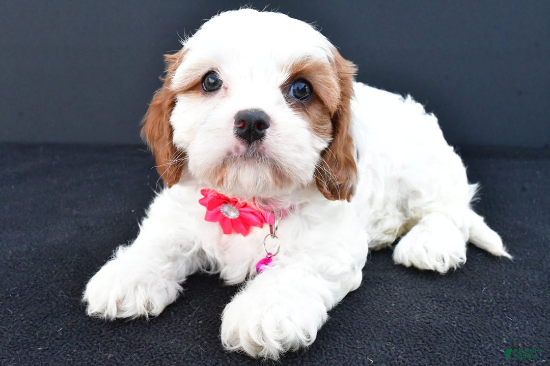 Cavapoo dogs for sale: Abby - Image 3
