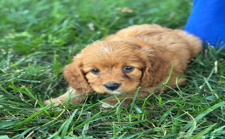 Cavapoo dogs for sale - Ad 5