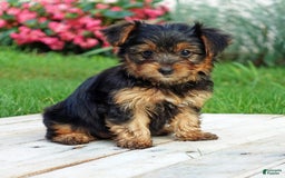 Yorkshire Terrier dogs for sale: Danae - Image 11