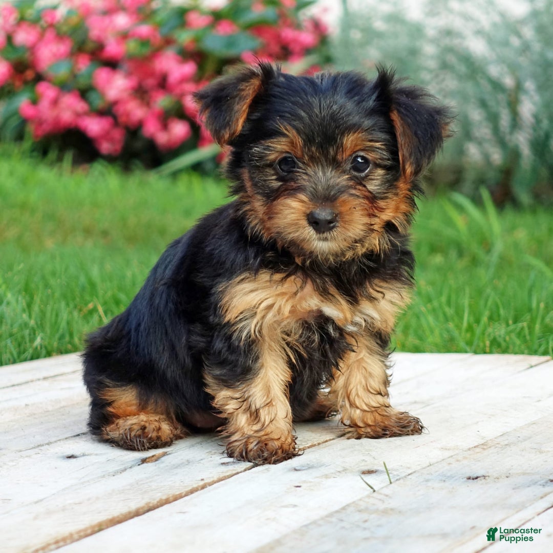 Yorkshire Terrier dogs for sale: Danae - Image 11