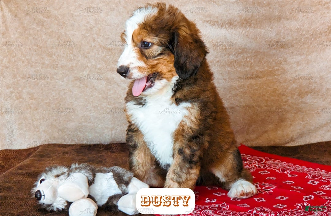 Bernedoodle dogs for sale: Dusty - Image 12