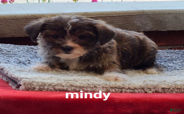 Shorkie dogs - Advert 16