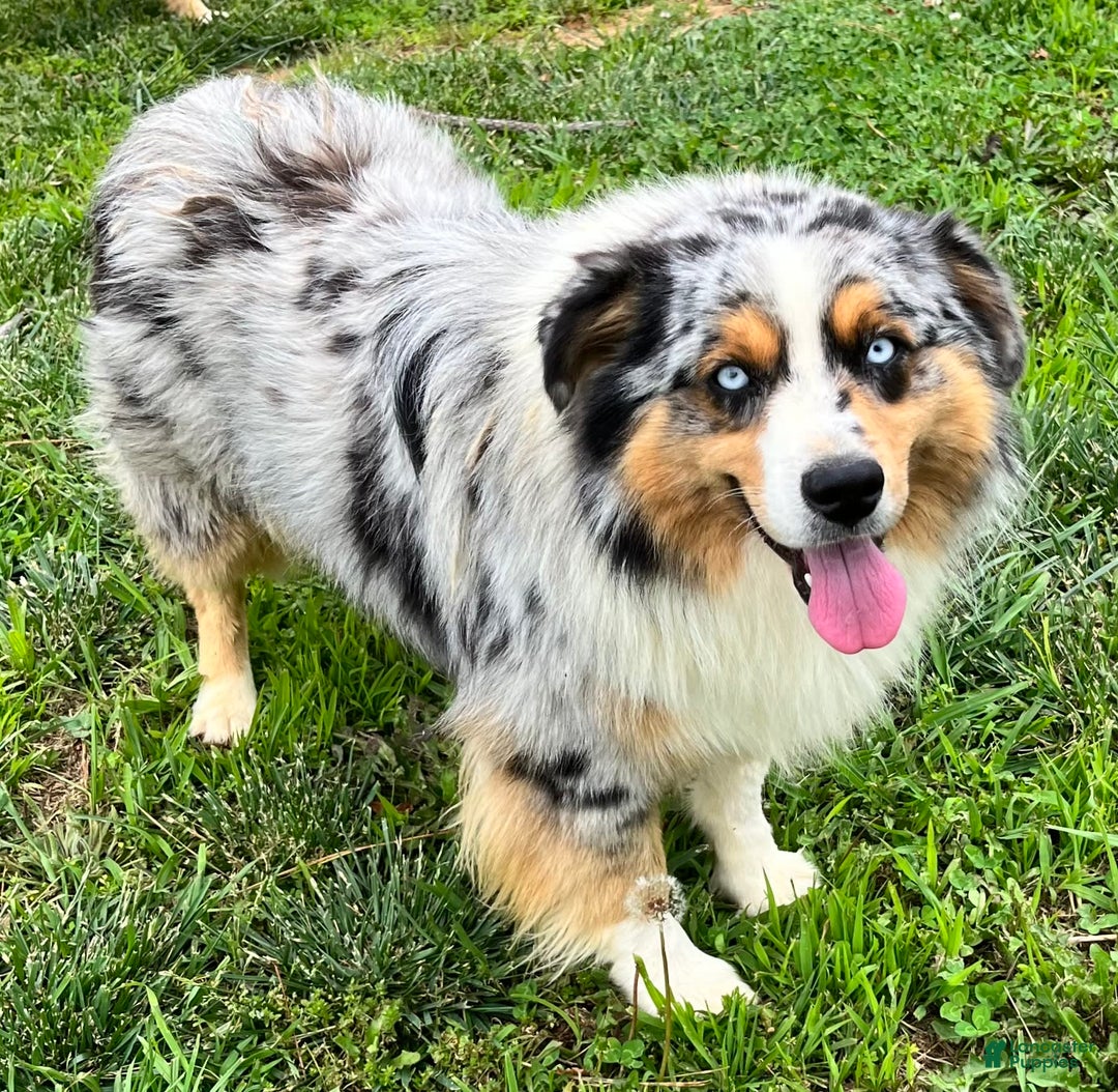Australian Shepherd dogs for sale: Mr. Sprinkles - Image 9