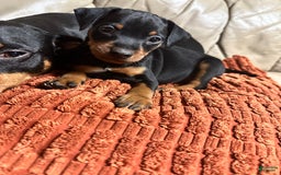 Miniature Pinscher dogs for sale: Onyx - Image 1
