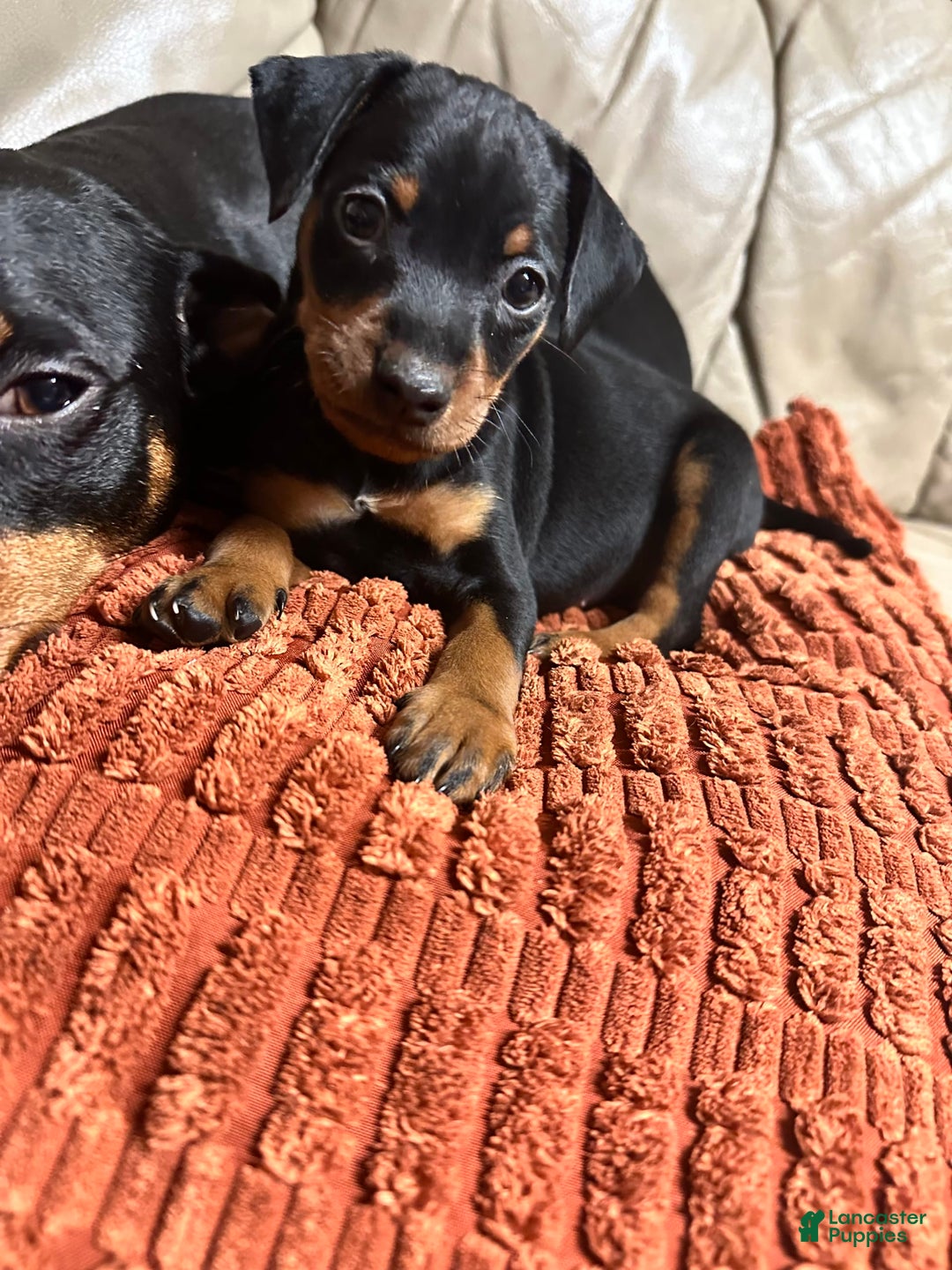 Miniature Pinscher dogs for sale: Onyx - Image 1