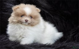 Pomeranian dogs for sale: Paris - Image 2