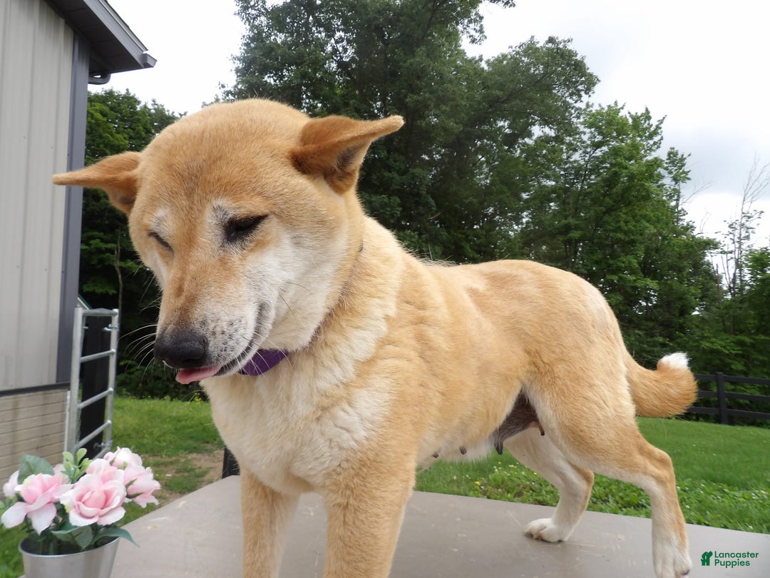 Shiba Inu dogs for sale: Goldie - Image 2
